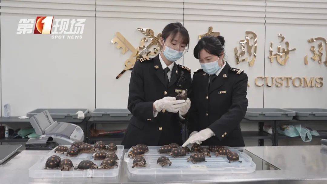 皇冠信用網哪里申请
_女子腰腹部异常鼓起皇冠信用網哪里申请
！一查发现28只活的…