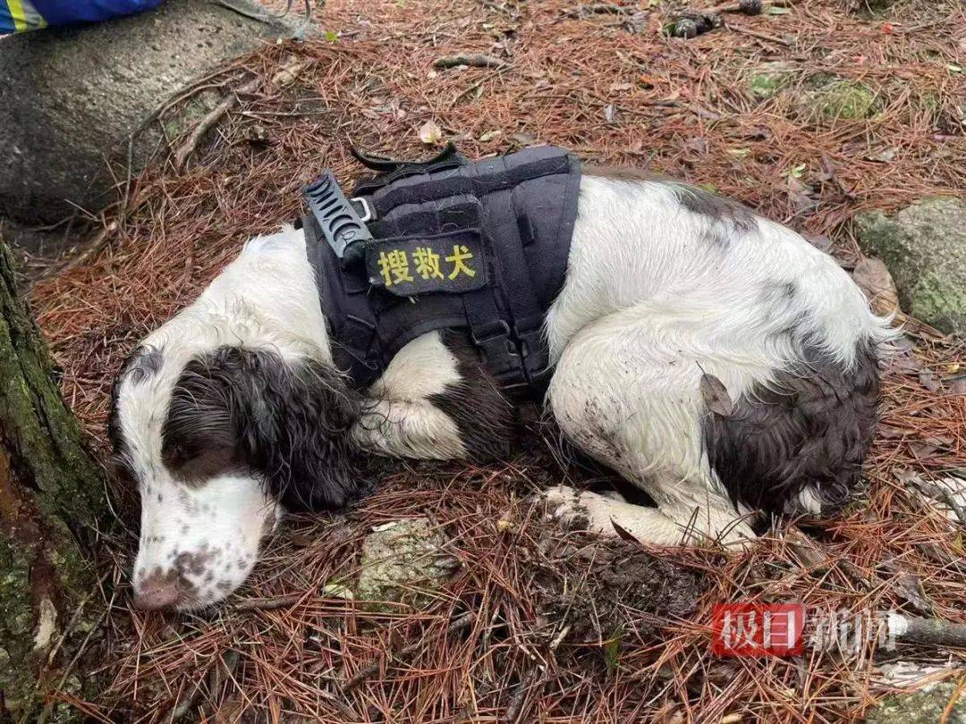 信用平台出租
_2只搜救犬受伤信用平台出租
！发现福建8岁失踪男孩的脚印和糖纸？搜救人员回应