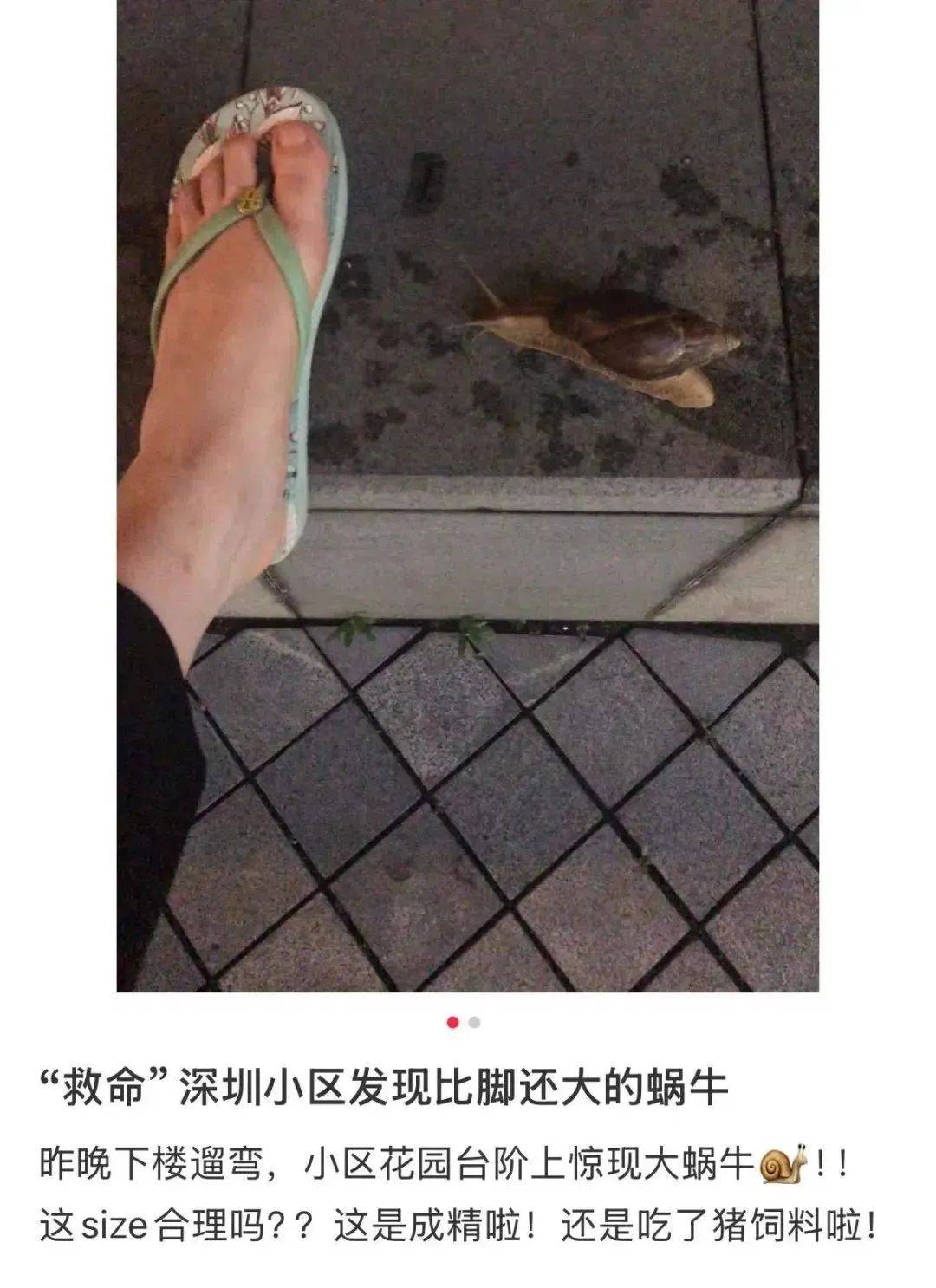 皇冠信用網代理
_别碰！别吃！别养！一只就携带100条虫皇冠信用網代理
，看到赶紧远离