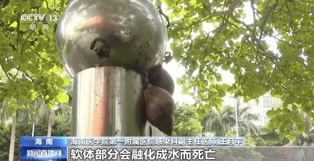 皇冠信用網代理
_别碰！别吃！别养！一只就携带100条虫皇冠信用網代理
，看到赶紧远离