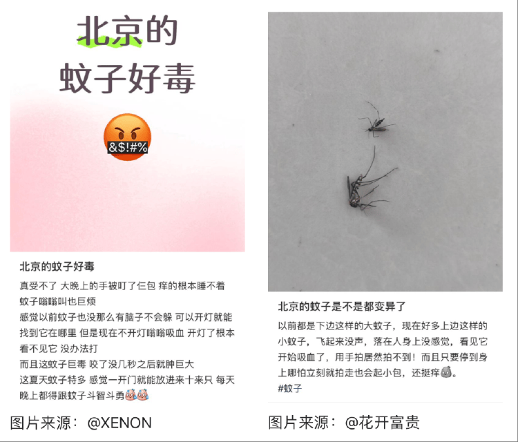 皇冠信用盘占成代理
_全球“最毒”的蚊子皇冠信用盘占成代理
，为何批量北上