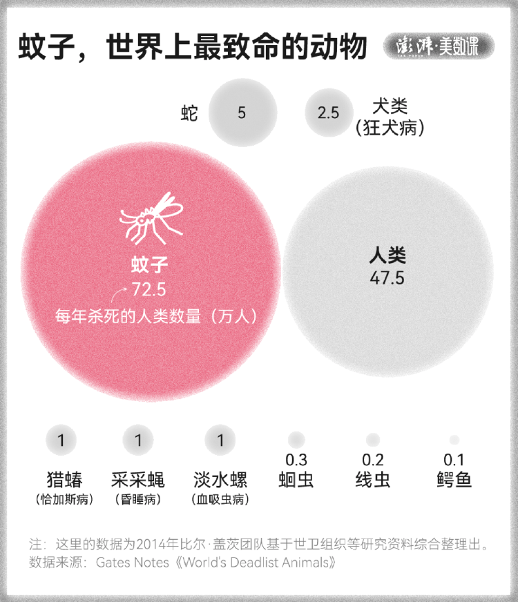 皇冠信用盘占成代理
_全球“最毒”的蚊子皇冠信用盘占成代理
，为何批量北上