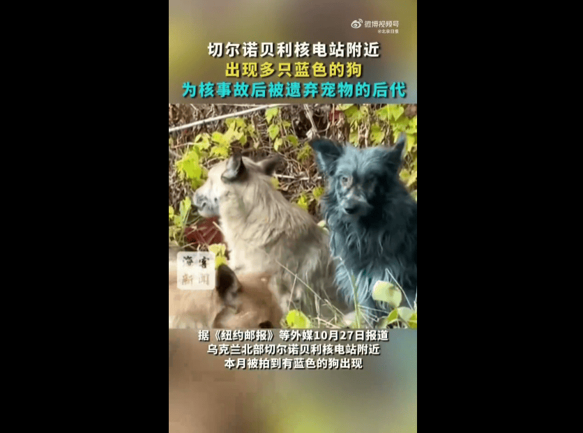 皇冠信用盘登2登3
_切尔诺贝利核电站附近出现蓝色的狗皇冠信用盘登2登3
,系核事故后的宠物后代,当地组织:正试图查明原因