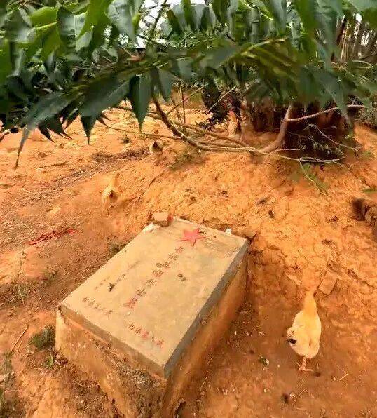 hga026注册
_烈士墓地成为养鸡场hga026注册
？当地政府：已经整改完毕