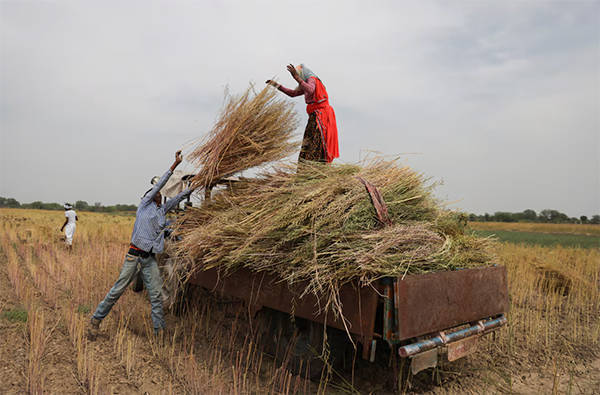 正版皇冠信用盘开户
_英媒：中国采购量破纪录正版皇冠信用盘开户
，推动印度油菜籽种植面积创历史新高