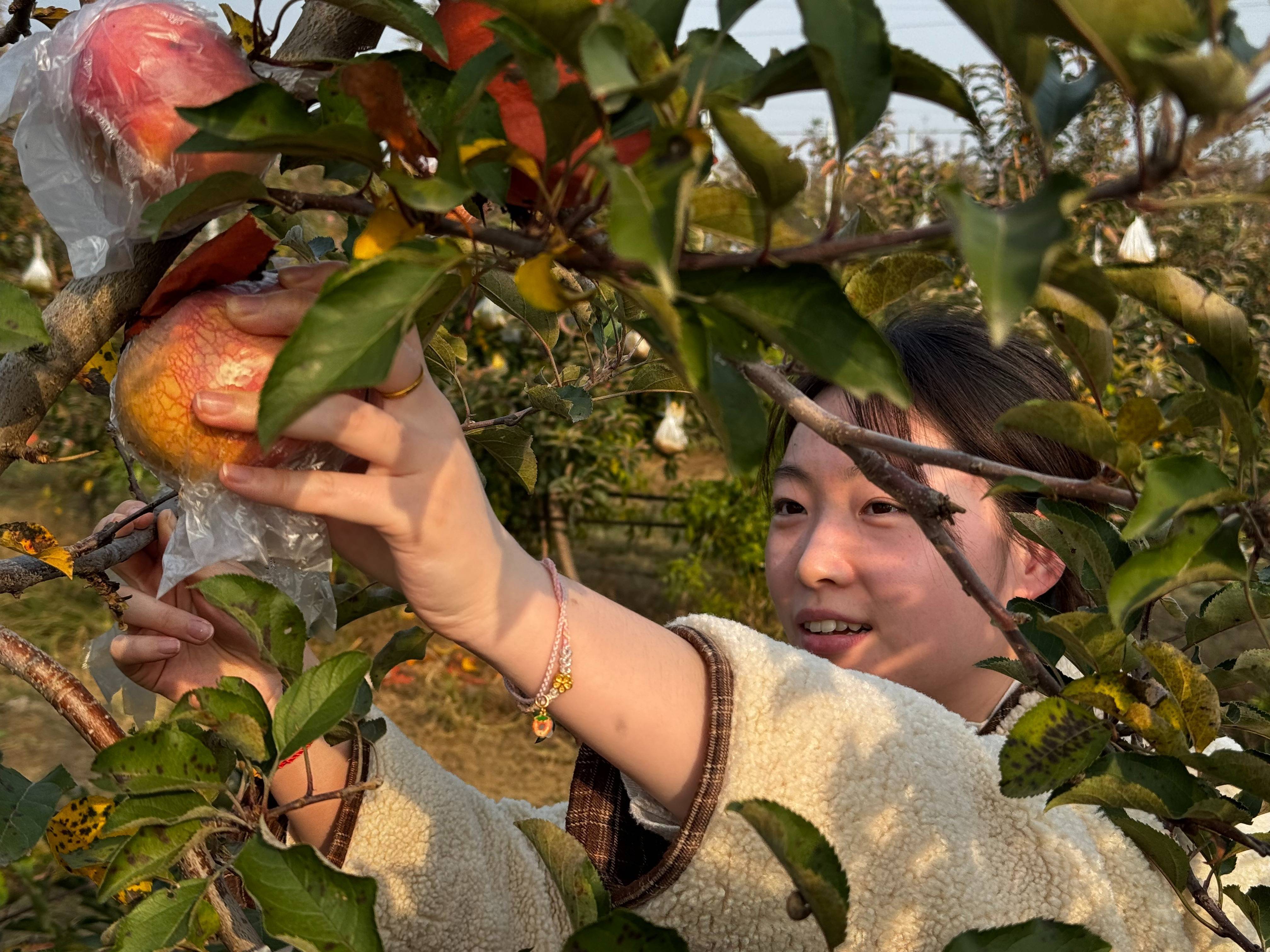 信用网怎么开户
_“淮北为啥不种橘子信用网怎么开户
？”果农：因为我们有更甜的王牌