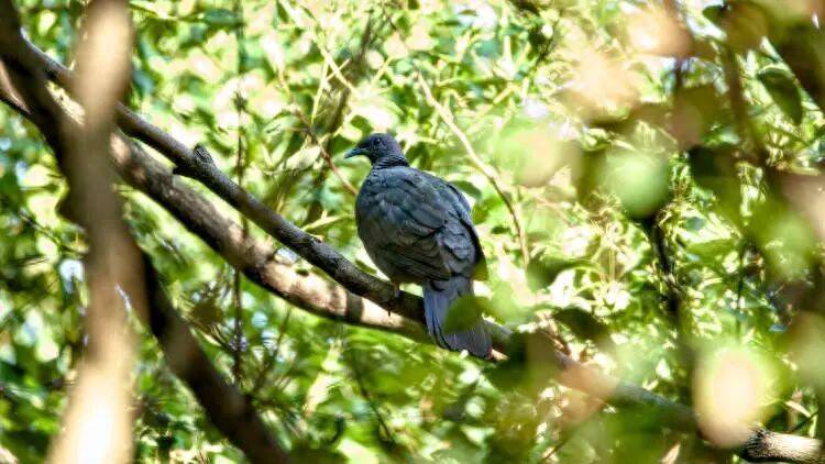 如何代理皇冠信用盘
_百年罕见!首次在上海被目击如何代理皇冠信用盘
,有人专门从北京“打飞的”赶来