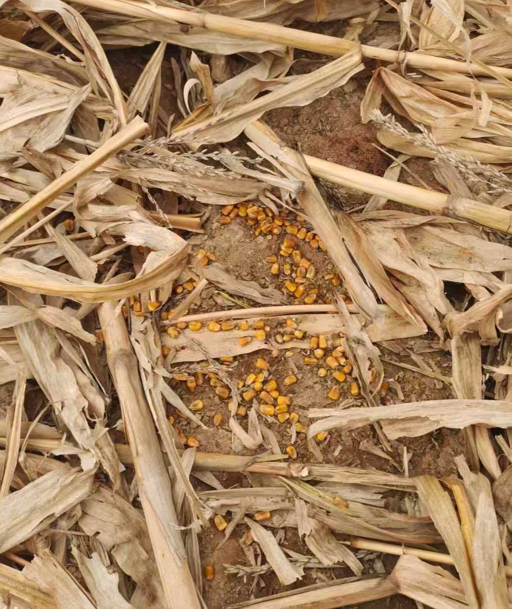 正版皇冠信用网注册_39只羊一夜惨死！农户家属：地里撒有剧毒农药正版皇冠信用网注册，至今未找到肇事者